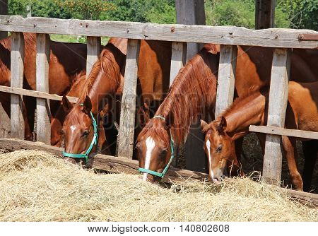 Mares and foals eating grass behind old wooden fence