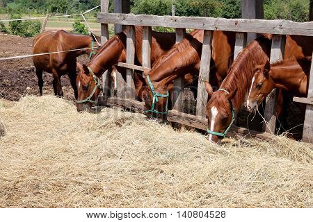 Hungarian gidran horses eating hay in the stable