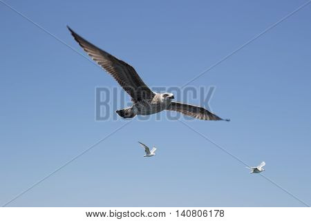 Seagulls fly against the sky during the day