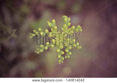 Yellow Flower Sedum Rubrotinctum Or, Pork And Beans , Jelly Bean Plant