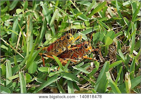 Mating Large Orange Lubber Grasshoppers in the grass