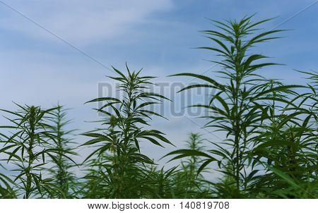 Technical Marijuana Field In Austria Near Neusiedler See