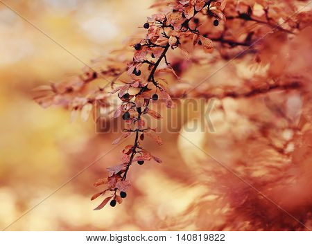 Autumn branch of a hedge cotoneaster. Golden autumn.