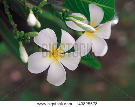 plumier flowers in the park. in the morning.