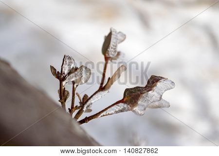 Close up of ice formations on twigs created from strong wind during heavy snow