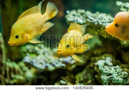 Aquarium Fish Close Up Picture
