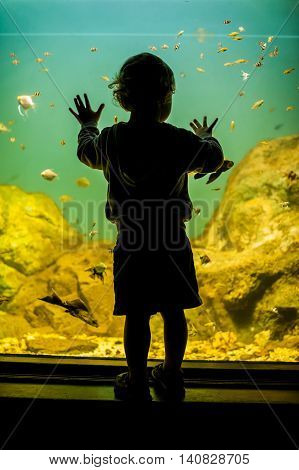 Silhouette Of A Boy Looking At Fish