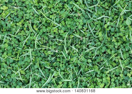 Green plant or grass on soccer field