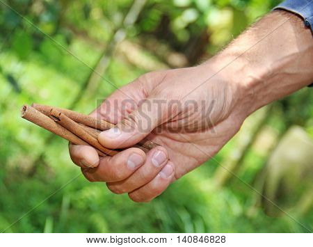 a man holding cinnamon in a hand