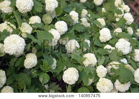 Viburnum Roseum bloomed beautiful white flowers in the garden