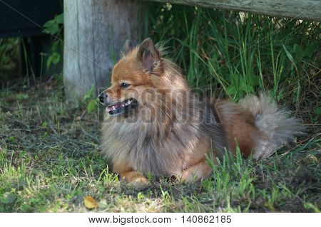 Dog Breeds Of German Spitz Resting