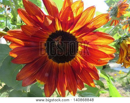 Red sunflower with bee. Summer sunny mood.