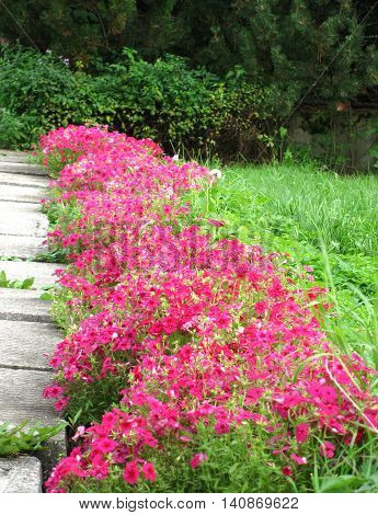 Flower And Path