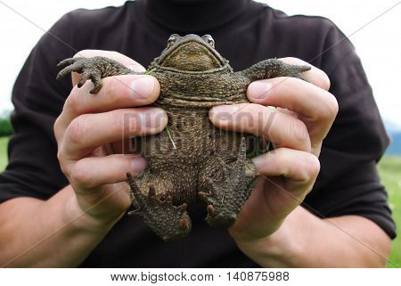Man holding a frog in his hands during the day