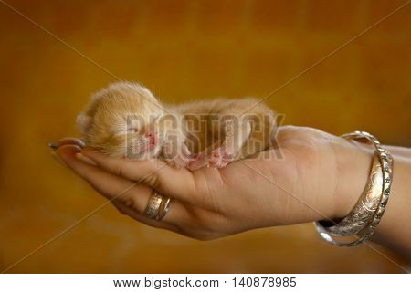Small kitty sleeping on woman's hand in orange background