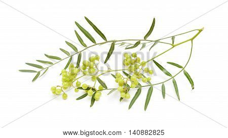 Pink Peppercorn Clusters Isolated On White
