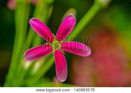 Pink Rangoon creeper Blooming in the nature