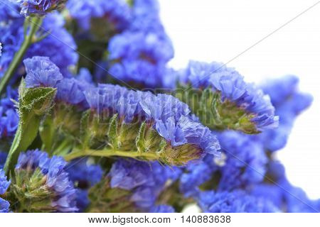 Limonium Sinuatum, Statice