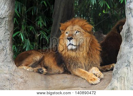 big llon resting on a tree and look