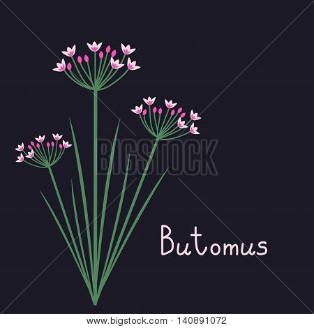 Butomus Plant Illustration