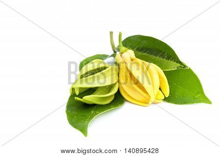 Green Ylang-ylang Flower On White Background