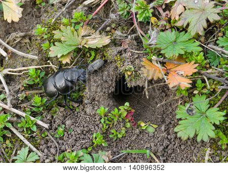 Lethrus apterus beetle near its burrow at spring time