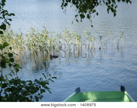 Anatra del lago Galve