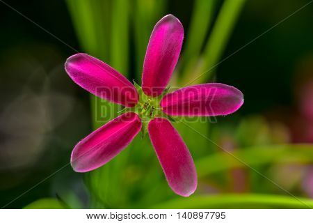 Pink Rangoon creeper Blooming in the nature