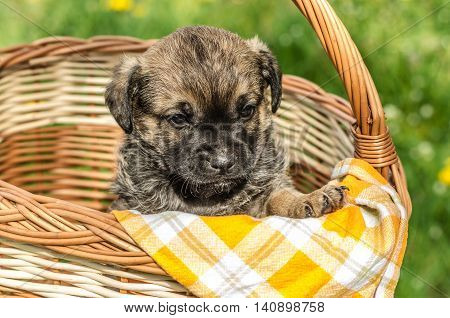 Cute little puppy in the wicker basket