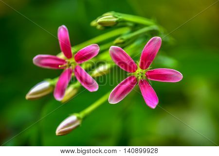 Pink Rangoon creeper Blooming in the nature