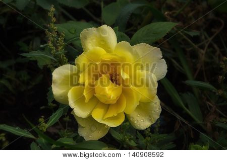 Yellow rose in a summer garden after rain