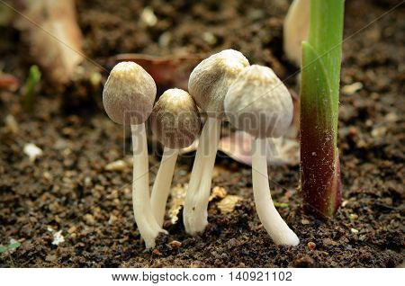 Little mushroon found on moist land in rainny season.