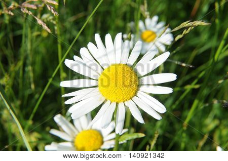 Chamomile flower spontaneously in an Italian field