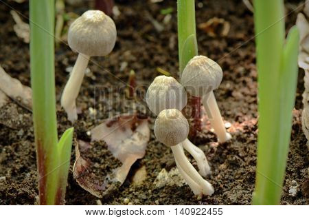 Little mushroon found on moist land in rainny season.