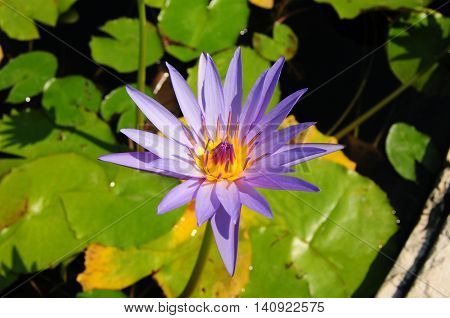 Water lily flower in an Italian lake