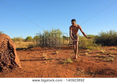 KALAHARI NAMIBIA - JAN 24 2016: Bushman hunter hunting in Kalahari desert. The San people also known as Bushmen are members of various indigenous hunter-gatherer peoples of Southern Africa