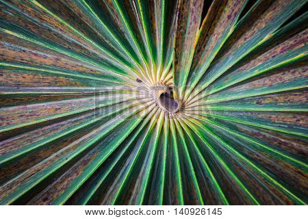 Palm leaves beautiful in a completely natural.