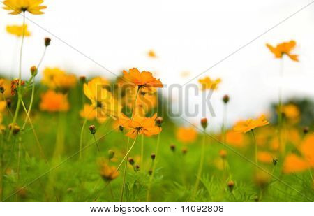 Skov af blomster