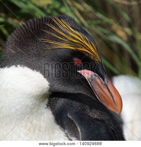 Close up of Macaroni Penguin at Cooper Island in South Georgia