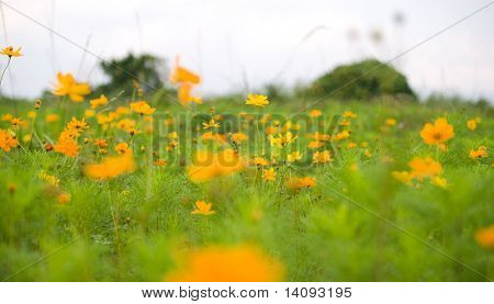 blomst (skov af blomster)