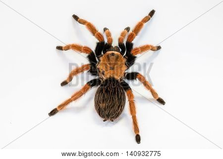 Mexican Fireleg or Rustleg Tarantula, isolated on white background