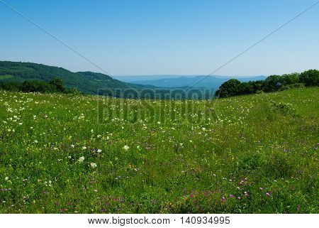 Alpine meadow in the morning. Caucasus mountains