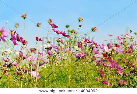 blomst (skov af blomster)