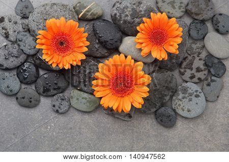 Orange gerbera with therapy stones on gray background