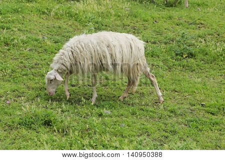 sheep grazing in Martignoano Lake - Italy