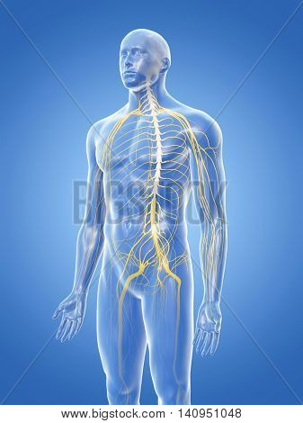 3d rendered medically accurate illustration of the nervous system
