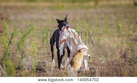 Coursing. Whippet Dog Catches The Bait