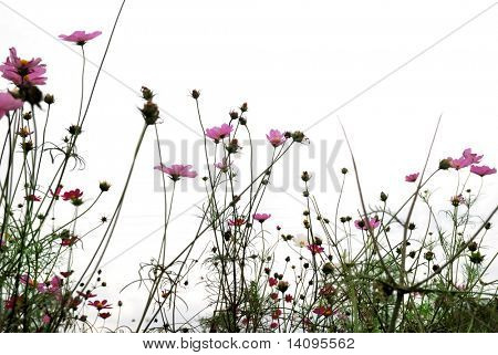 røde blomster (skov af blomster)