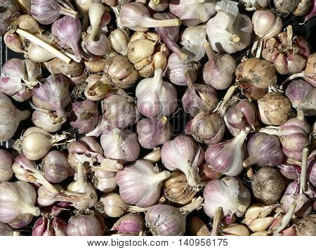 Pile of fresh garden garlic. Background, texture