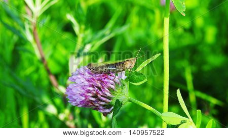 Green grasshopper sitting on flowering clover on sunny summer day.